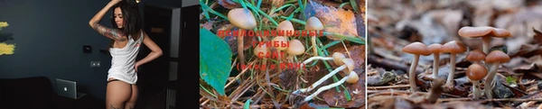 винт Инта